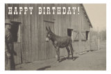 Happy Birthday, Mule and Man