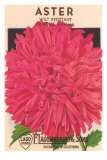 Aster Seed Packet