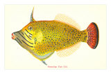 Hawaiian Fish, Oili