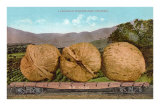 Buy Giant Walnuts on Flatbed at AllPosters.com
