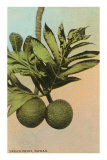 Bread Fruit, Hawaii
