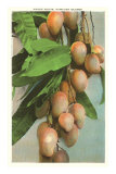 Buy Mangos, Hawaii at AllPosters.com