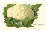 Buy Cauliflower at AllPosters.com