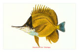 Hawaiian Fish, Kikakapu
