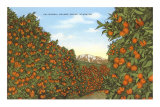 California Orange Grove in Winter