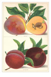 Buy Kelsey and Satsuma Peaches at AllPosters.com