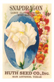 Snapdragon Seed Packet