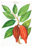 Buy Cacao Pods, Source of Chocolate at AllPosters.com