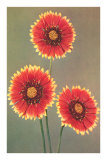 Gaillardia