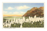Cane Blossoms, Hawaii
