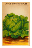 French Cabbage Seed Packet