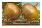 Buy Giant Onions on Flatbed at AllPosters.com