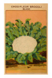 Buy French Cauliflower Broccoli Seed Packet at AllPosters.com