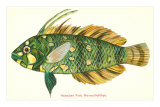 Hawaiian Fish, Novaculichtys