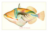 Hawaiian Fish, Nakunuku