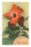 Maui, Hibiscus Blossom