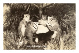 Gambling Squirrels