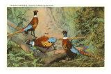 Buy Chinese Pheasants, Idaho at AllPosters.com