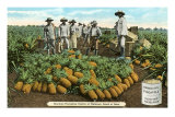 Buy Pineapple Harvest, Oahu, Hawaii at AllPosters.com