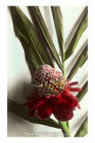 Torch Ginger, Hawaii