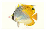Hawaiian Fish, Chaetodon