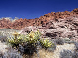 Red Rock Canyon National Conservation Area, Las Vegas, Nevada, USA