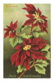 Mele Kalikimaka, Poinsettias