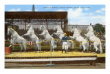 White Patrol Horses, Sioux City, Iowa