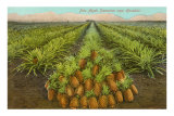Buy Pineapple Field, Hawaii at AllPosters.com