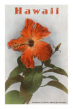 Hawaii, Hibiscus Flower