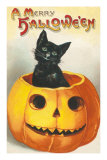 A Merry Halloween, Cat in Jack O