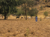 West African Herder and Cows, Mali, West Africa Photographic Print