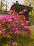 Azaleas, The Deoksugung Palace Complex, Seoul, South Korea