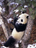 Buy Giant Panda Up A Tree, Wolong Nature Reserve, Sichuan Province, China at AllPosters.com