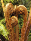 Buy Lush tropical greenery in Hawaii Volcanoes National Park, Big Island, Hawaii at AllPosters.com