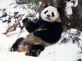 Buy Giant Panda With Bamboo, Wolong Nature Reserve, Sichuan Province, China at AllPosters.com