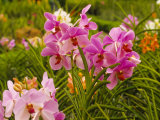 Pink Orchids, Lake Gardens Park, Kuala Lumpur, Malaysia