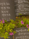 Prayer Tablets and Wildflowers, Seokguram Grotto, Gyeongju, South Korea