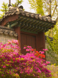 Azaleas, The Deoksugung Palace Complex, Seoul, South Korea