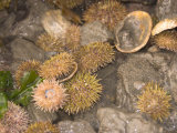 Sea Anemones and Shells, Kachemak Bay, Alaska, USA