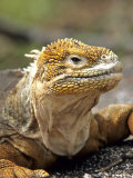 Land Iguana, Isla Isabela, Galapagos Islands, Ecuador