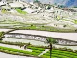 Flooded Rice Terraces, Mengpin Village, Yuanyang County, Yunnan, China