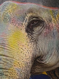 Colorfully decorated elephant, Amber Fort, Jaipur, India