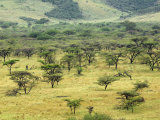Acacia Forest, Serengeti National Park, Tanzania