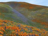 Wildflowers, Tehachapi Mountains, California, USA