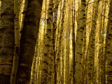 Yellow Aspen Trees on Kebler Pass, Crested Butte, Colorado, USA