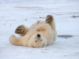 Buy Polar Bear Cub Rolling Around, Arctic National Wildlife Refuge, Alaska, USA at AllPosters.com