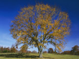 American Elm, Texas County, Missouri, USA