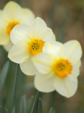 Closeup of White Daffodils, Arlington, Virginia, USA