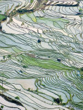 Flooded Laohu Zui Rice Terraces, Mengpin Village, Yuanyang County, Yunnan, China